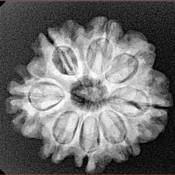 8 Mukhi Rudraksha 23.6mm 3.89gm - Xray