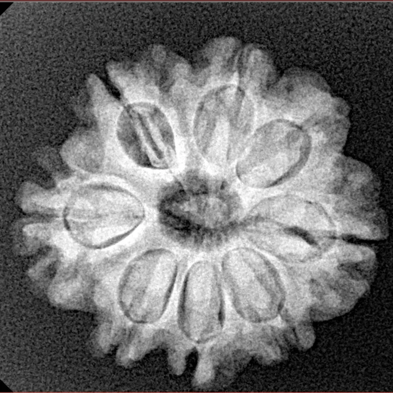 8 Mukhi Rudraksha 23.6mm 3.89gm - Xray