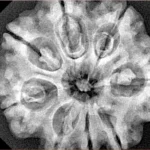 8 Mukhi Rudraksha 29.4mm 7.09gm - Xray