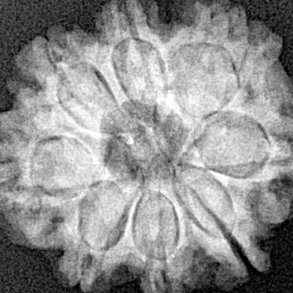 8 Mukhi Rudraksha 22.5mm 3.18gm - Xray