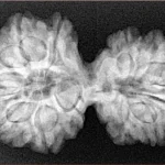 13 MK Gaurishankar 35.2mm 6.2gm - Xray