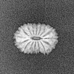 16 Mukhi Rudraksha 12.8mm 0.39gm - Xray