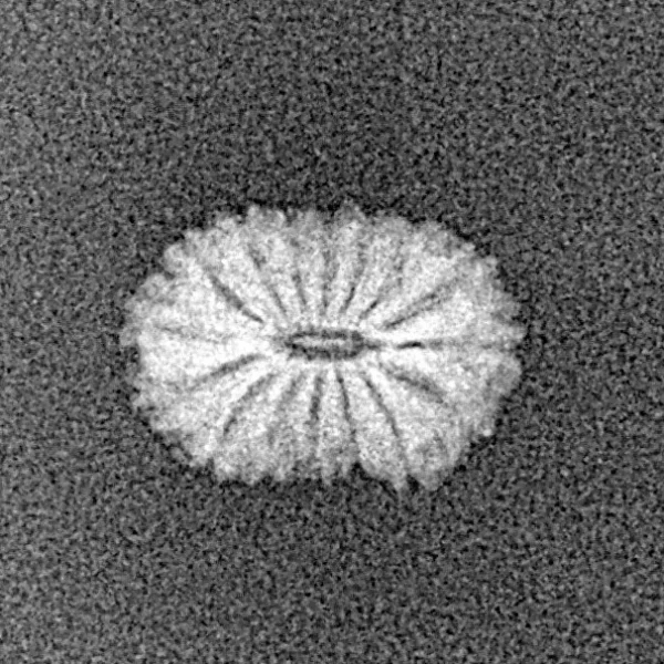 16 Mukhi Rudraksha 12.8mm 0.39gm - Xray