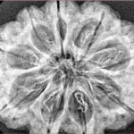 9 Mukhi Rudraksha 31.3mm 6.43gm - Xray