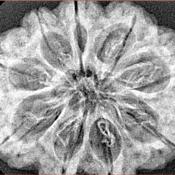 9 Mukhi Rudraksha 31.3mm 6.43gm - Xray