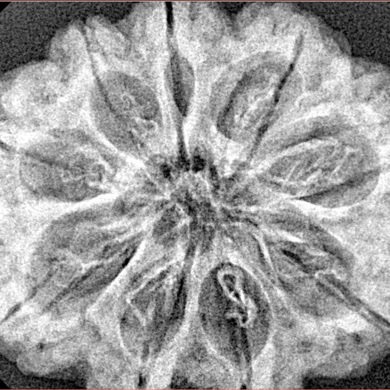 9 Mukhi Rudraksha 31.3mm 6.43gm - Xray