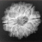 10 Mukhi Rudraksha 23.9mm 4.09gm - Xray