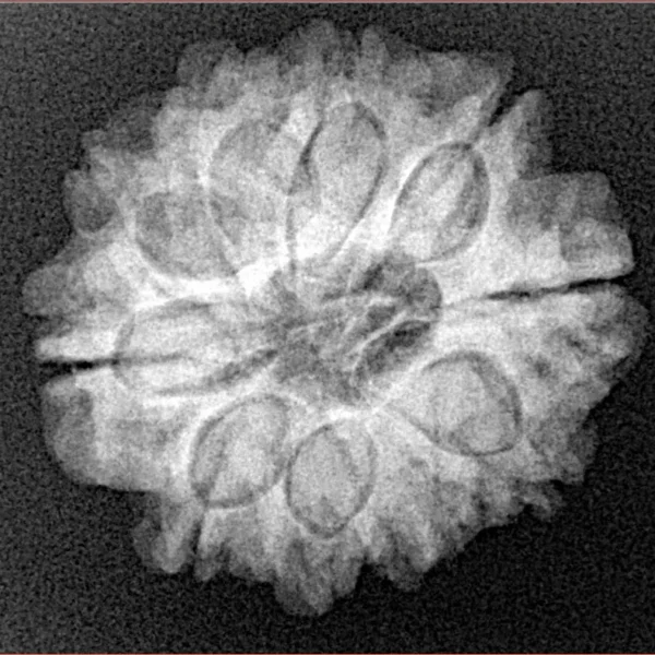 10 Mukhi Rudraksha 23.9mm 4.09gm - Xray