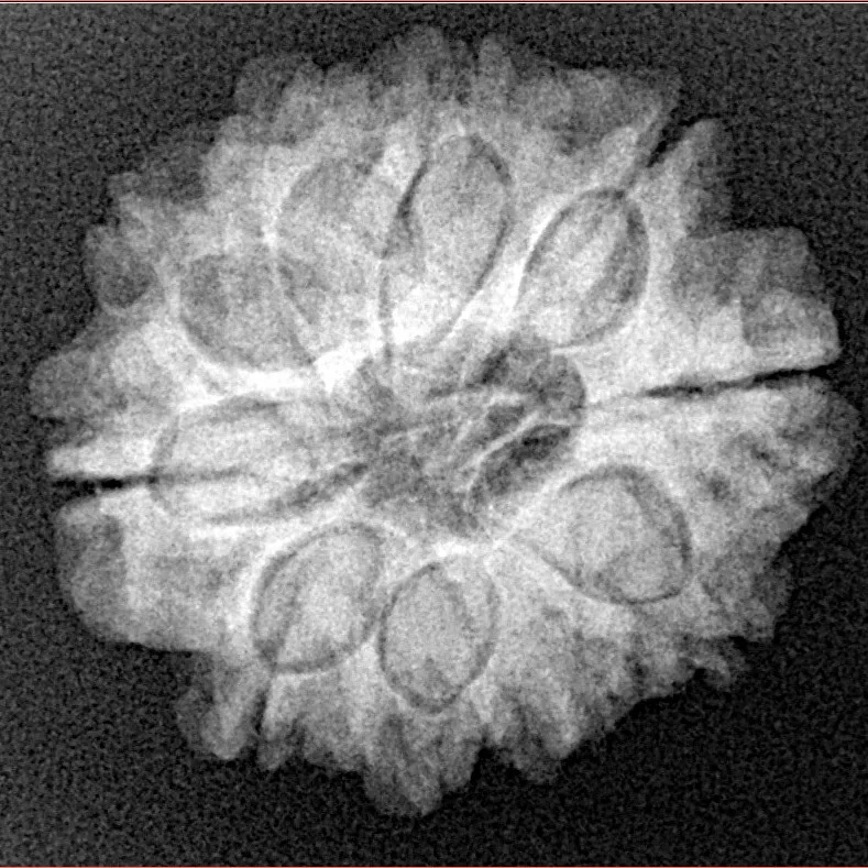 10 Mukhi Rudraksha 23.9mm 4.09gm - Xray