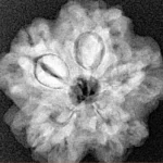 1MK(Underdeveloped) 22.3mm 3.78gm - Xray