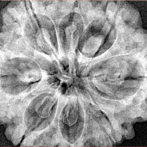 8 Mukhi Rudraksha 32.5mm 8.44gm - Xray