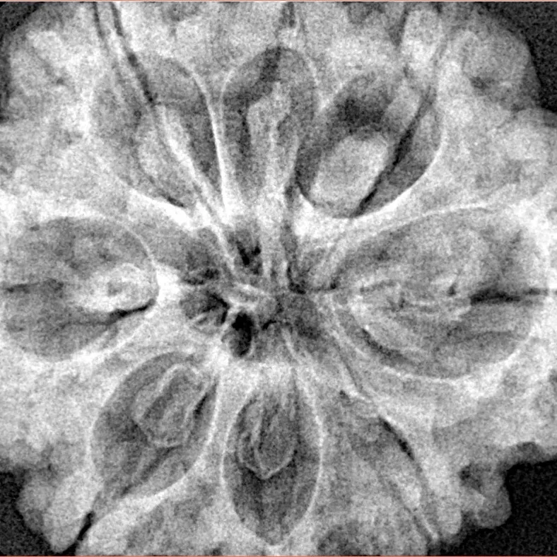 8 Mukhi Rudraksha 32.5mm 8.44gm - Xray