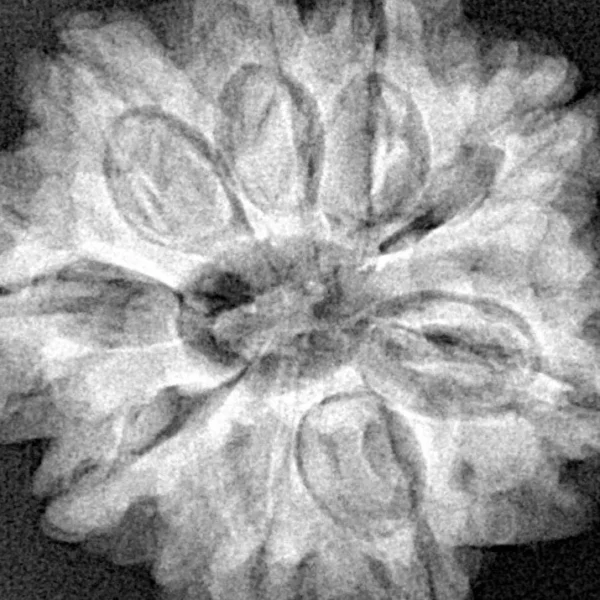 8 Mukhi Rudraksha 24.8mm 3.93gm - Xray
