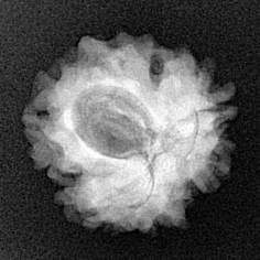 1 Mukhi Rudraksha 21.8mm 3gm - Xray