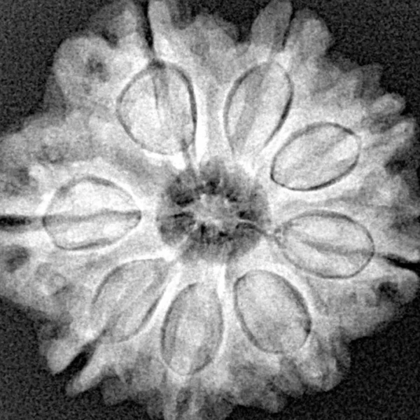 8 Mukhi Rudraksha 24.5mm 4.78gm - Xray