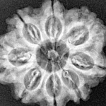 8 Mukhi Rudraksha 26.6mm 4.49gm - Xray
