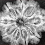 9 Mukhi Rudraksha 30.1mm 6.82gm - Xray