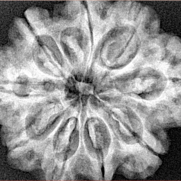 9 Mukhi Rudraksha 30.1mm 6.82gm - Xray