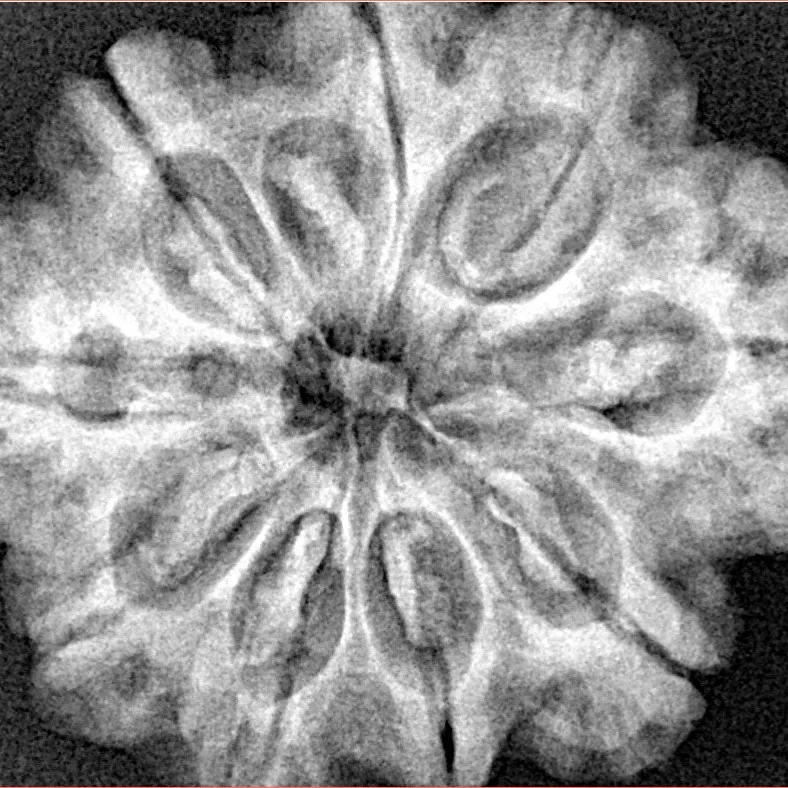 9 Mukhi Rudraksha 30.1mm 6.82gm - Xray