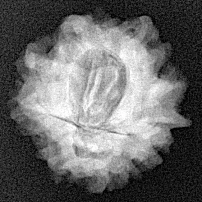 1 Mukhi Rudraksha 22.3mm 3.13gm - Xray