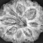 8 Mukhi Rudraksha 31mm 8.09gm - Xray