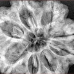 8 Mukhi Rudraksha 34mm 8.93gm - Xray