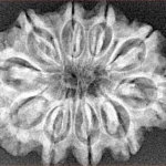10 Mukhi Rudraksha 29.9mm 4.91gm - Xray