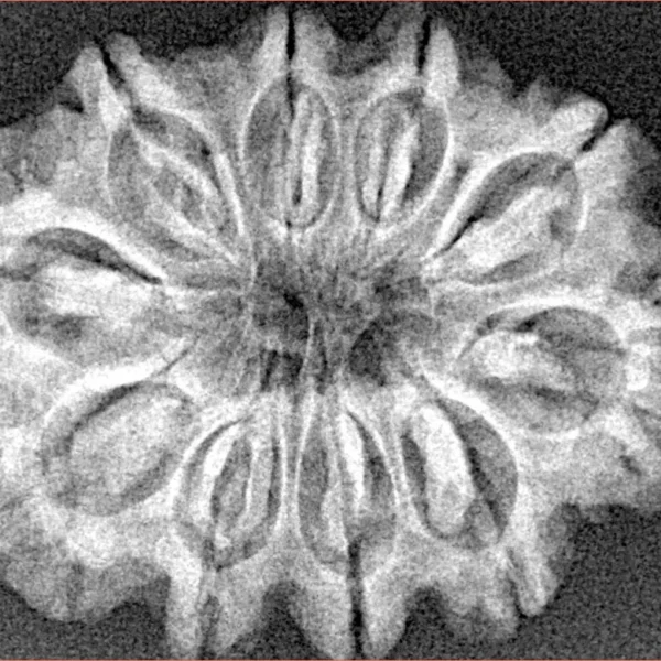 10 Mukhi Rudraksha 29.9mm 4.91gm - Xray