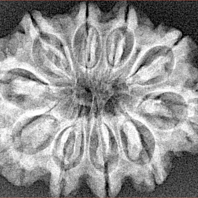 10 Mukhi Rudraksha 29.9mm 4.91gm - Xray