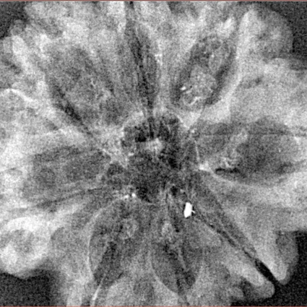 8 Mukhi Rudraksha 31.7mm 4.53gm - Xray