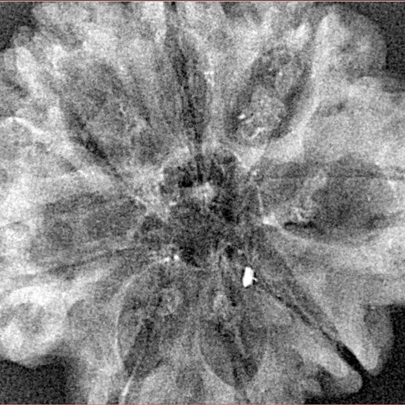 8 Mukhi Rudraksha 31.7mm 4.53gm - Xray