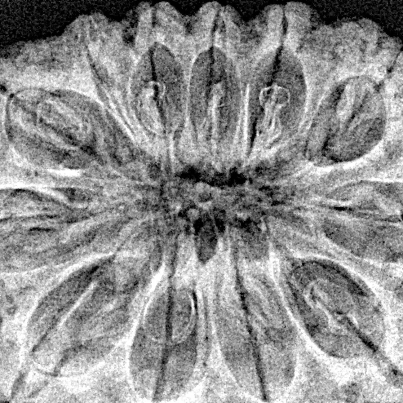 12 Mukhi Rudraksha 36.1mm 8.42gm - Xray