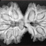 11 MK Gaurishankar 35.2mm 7gm - Xray