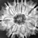 8 Mukhi Rudraksha 27.3mm 5.15gm - Xray