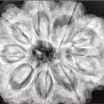 9 Mukhi Rudraksha 32.3mm 9.75gm - Xray