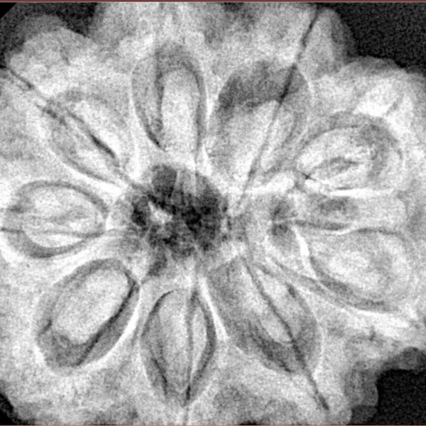 9 Mukhi Rudraksha 32.3mm 9.75gm - Xray