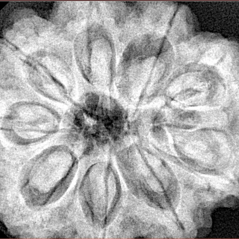 9 Mukhi Rudraksha 32.3mm 9.75gm - Xray