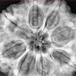 8 Mukhi Rudraksha 32.3mm 9.51gm - Xray