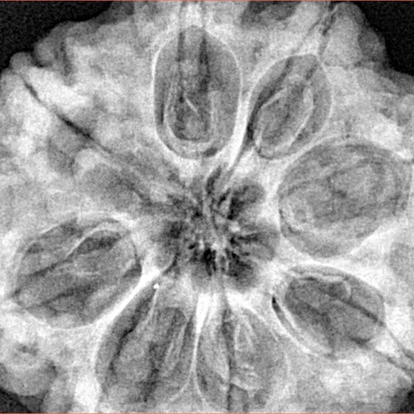 8 Mukhi Rudraksha 32.3mm 9.51gm - Xray