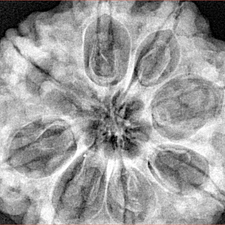 8 Mukhi Rudraksha 32.3mm 9.51gm - Xray