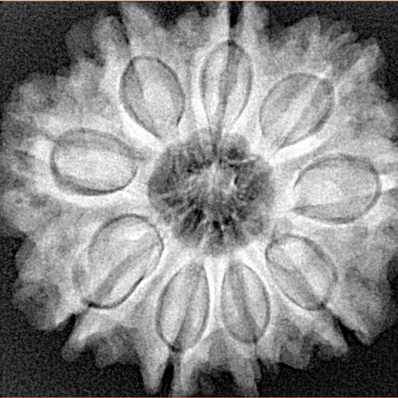 9 Mukhi Rudraksha 28.6mm 6.73gm - Xray