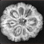8 Mukhi Rudraksha 24.9mm 4.99gm - Xray