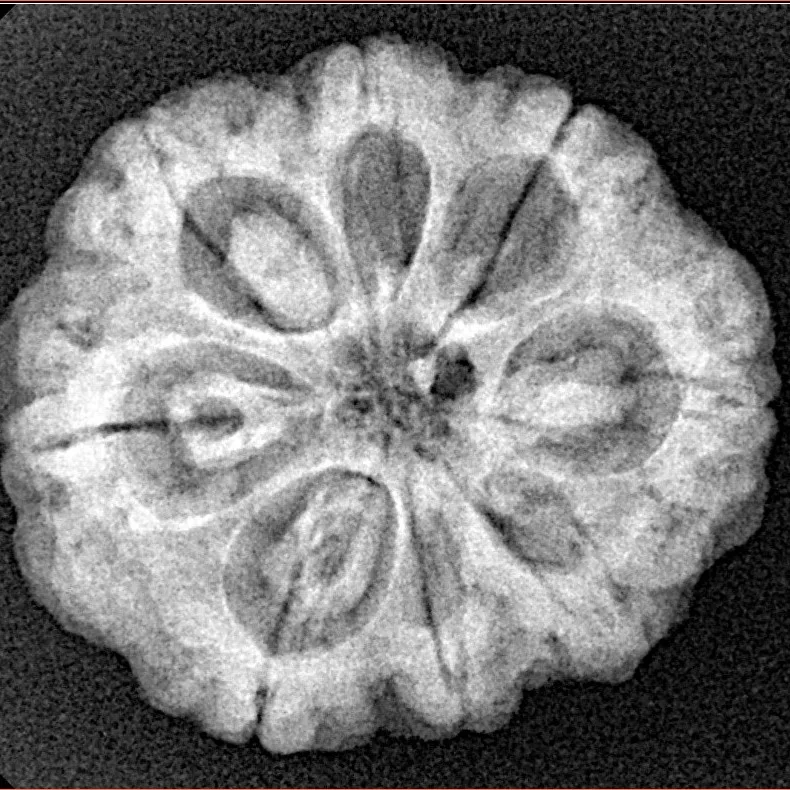 8 Mukhi Rudraksha 24.9mm 4.99gm - Xray