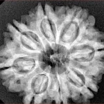 8 Mukhi Rudraksha 27.7mm 5.49gm - Xray