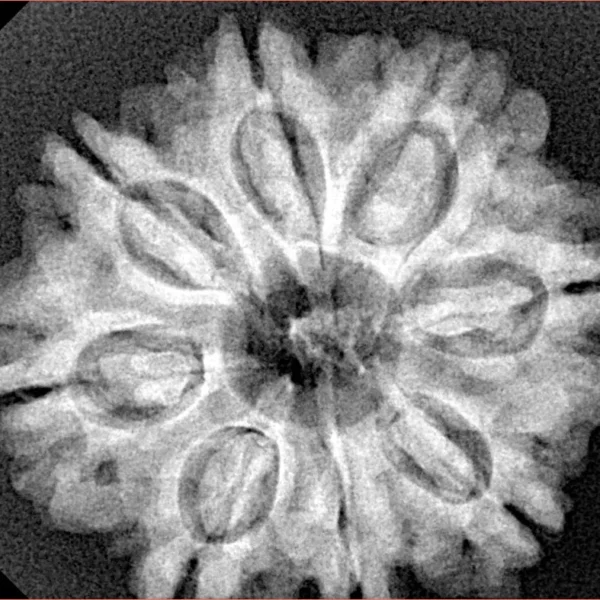 8 Mukhi Rudraksha 27.7mm 5.49gm - Xray