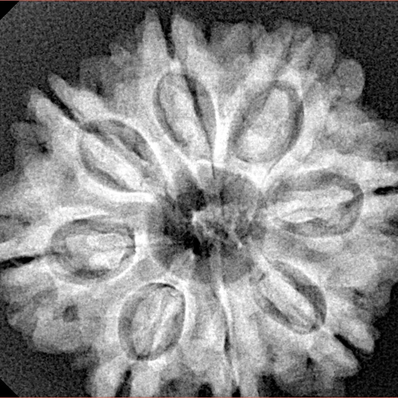 8 Mukhi Rudraksha 27.7mm 5.49gm - Xray