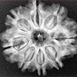 8 Mukhi Rudraksha 25.8mm 4.79gm - Xray