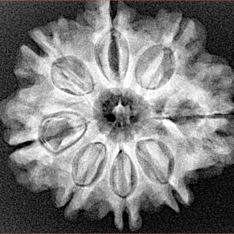 8 Mukhi Rudraksha 25.8mm 4.79gm - Xray