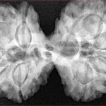 9 MK Gaurishankar 40.2mm 10.22gm - Xray