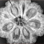 8 Mukhi Rudraksha 28.8mm 7.51gm - Xray